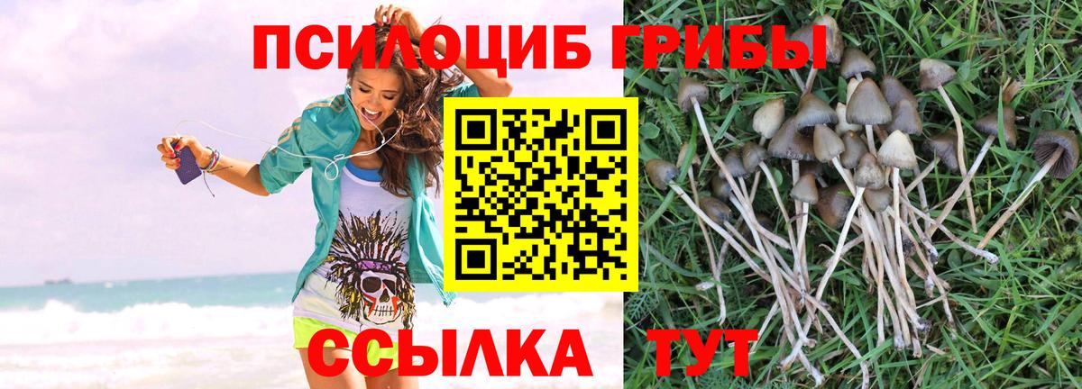 Псилоцибиновые грибы Psilocybine cubensis Ногинск