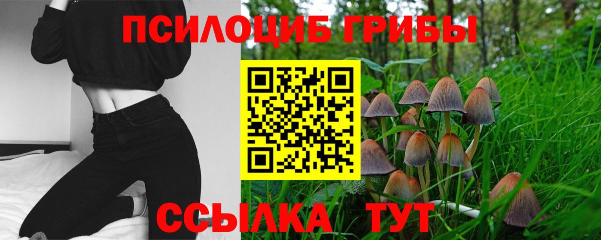 как найти наркотики  Псилоцибиновые грибы Psilocybine cubensis  Вход с VPN  Ногинск 